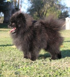 Meyn-Adel Pomeranians