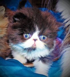 Naso-Piatto Persian & Exotic Shorthair Cattery