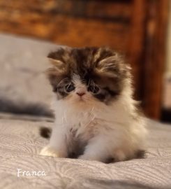 Naso-Piatto Persian & Exotic Shorthair Cattery