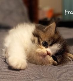 Naso-Piatto Persian & Exotic Shorthair Cattery