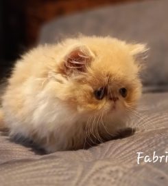 Naso-Piatto Persian & Exotic Shorthair Cattery