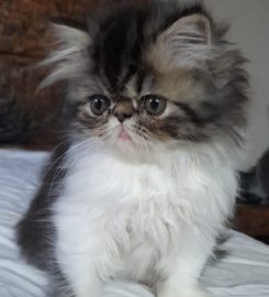 Naso-Piatto Persian & Exotic Shorthair Cattery