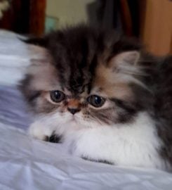 Naso-Piatto Persian & Exotic Shorthair Cattery