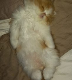 Naso-Piatto Persian & Exotic Shorthair Cattery