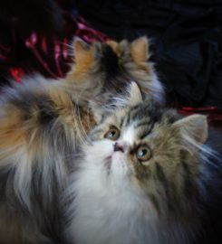 Naso-Piatto Persian & Exotic Shorthair Cattery