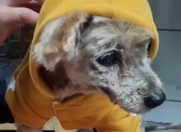 Pampered pet