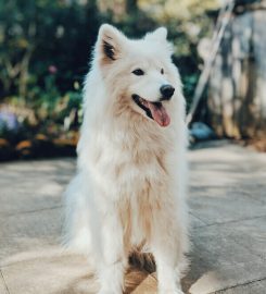 Pet Food To Your Door