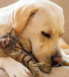 Pet Food To Your Door