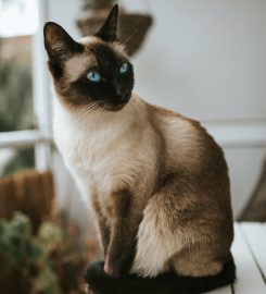 Pet Food To Your Door