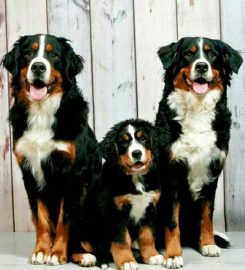 Pet Food To Your Door