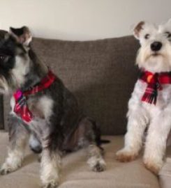 Woof & Meow Mobile Pet Grooming