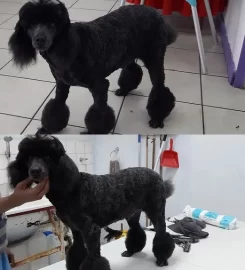 Proud Dog Salon