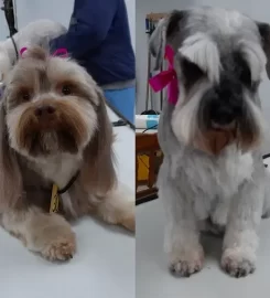 Proud Dog Salon