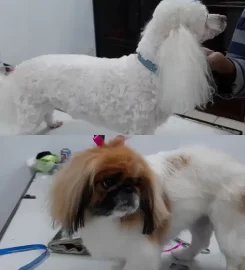 Proud Dog Salon