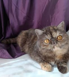 ROCK ‘N PURR CATTERY