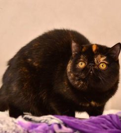 ROCK ‘N PURR CATTERY