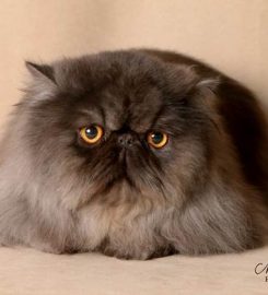 ROCK ‘N PURR CATTERY