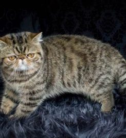 ROCK ‘N PURR CATTERY