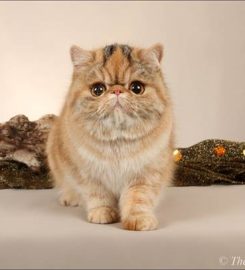 ROCK ‘N PURR CATTERY