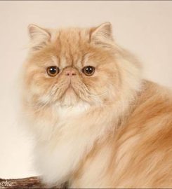 ROCK ‘N PURR CATTERY