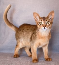 Sherada Cattery – Abyssinians