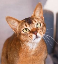 Sherada Cattery – Abyssinians