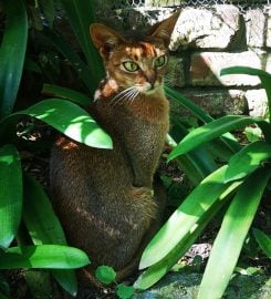 Sherada Cattery – Abyssinians