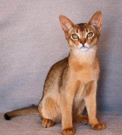 Sherada Cattery – Abyssinians