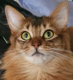 Maverick CATTERY