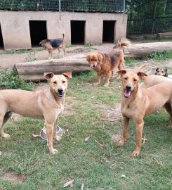 Summerveld Hound Resort