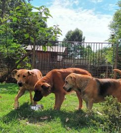 Summerveld Hound Resort