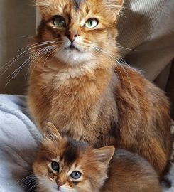 Maverick CATTERY