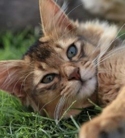 Maverick CATTERY