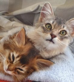 Maverick CATTERY