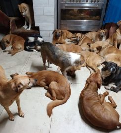 Summerveld Hound Resort