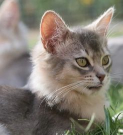 Maverick CATTERY