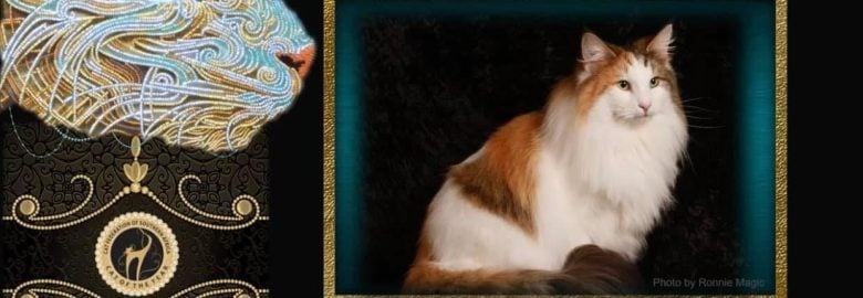 Crescendo Norwegian Forest Cat Breeder