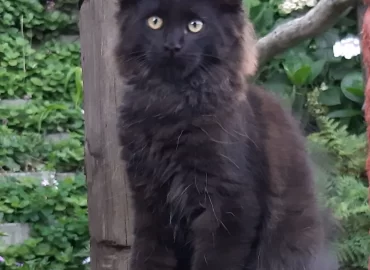 DAZZLE CATTERY