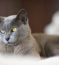 Burlamien Burmese Cattery