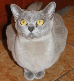 Burlamien Burmese Cattery