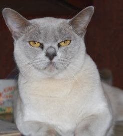 Burlamien Burmese Cattery