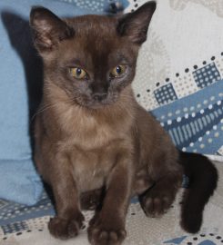 Burlamien Burmese Cattery