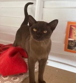 Burlamien Burmese Cattery