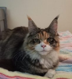 Colorkats Maine Coon Breeder