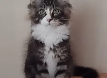DAZZLE CATTERY