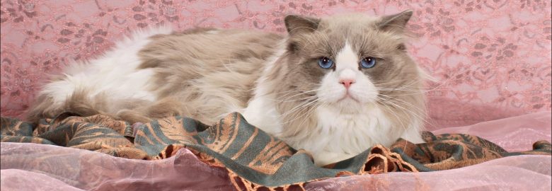 Esperanza Ragdoll Cat Breeder