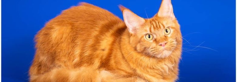 Lynxhouse Maine Coon Breeder