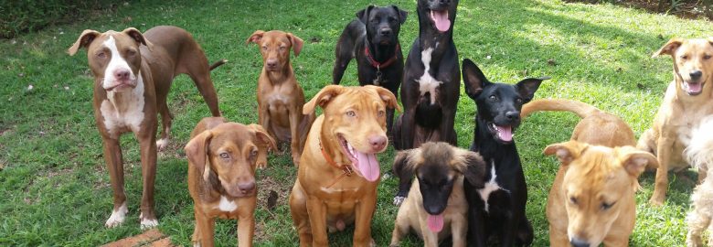 Project Dog Rescue