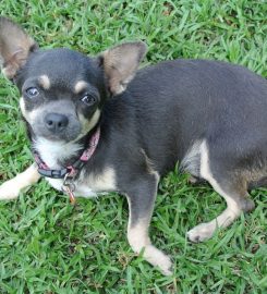 AdiosAmigo Chihuahua Breeding Kennel