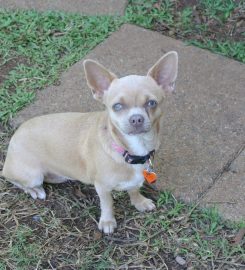 AdiosAmigo Chihuahua Breeding Kennel